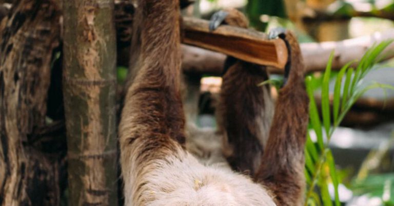 Mobile-First - A sloth hanging from a tree branch